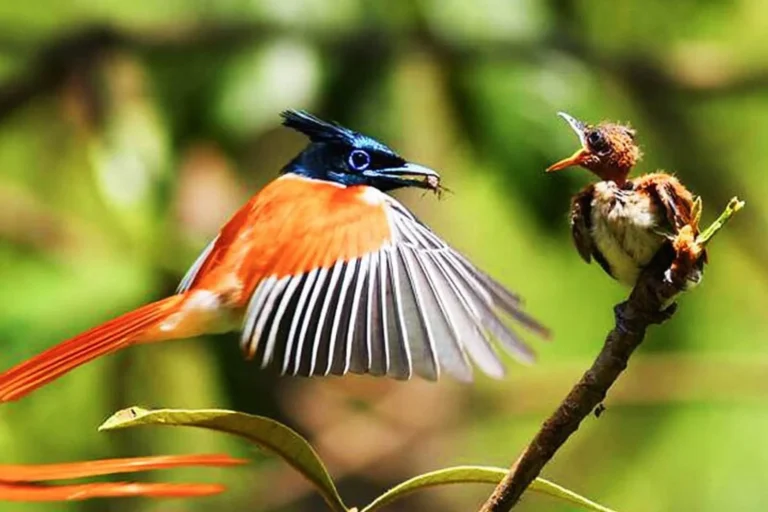 1de01411-80e9-43d3-8e0a-ddeb4dce3551_birds-wildlife-and-culture-of-sri-lanka-11-days-xlarge