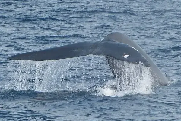 07-whale-watching-mirissa 07-whale-watching-mirissa