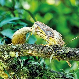 1.-Babbler-parents-feed-on-much-larger-adopted-baby-cuckoo