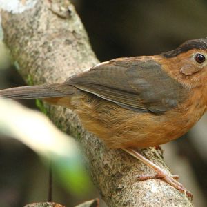 bird_watching_in_Sigiriya,dambullahabarana,sigiriya45