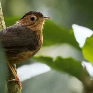 brown-capped-babbler