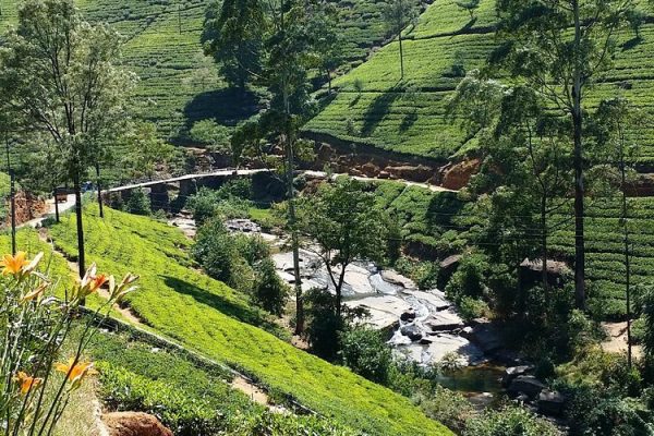 mackwoods-tea-factory mackwoods-tea-factory